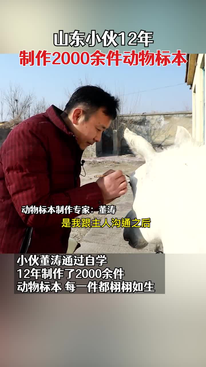 山东小伙12年制作2000余件动物标本:小到小龙虾大到座头鲸标本
