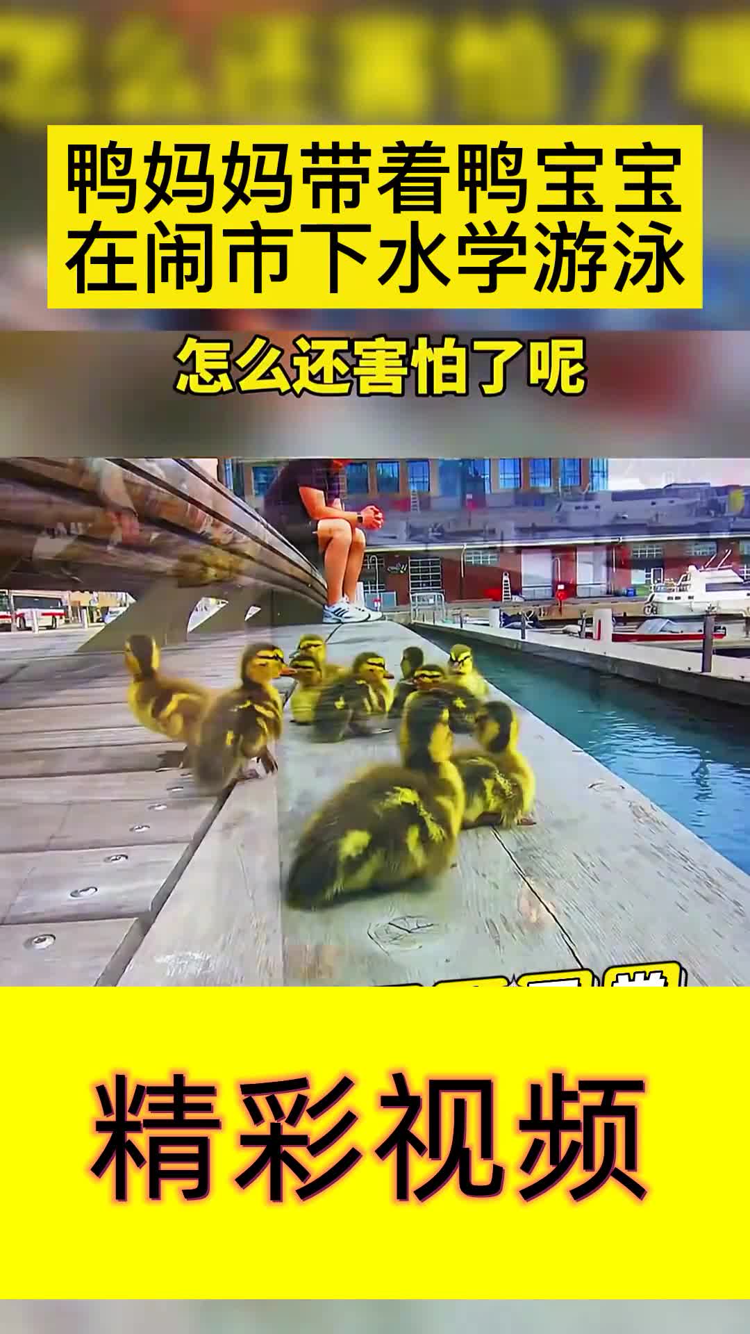 鸭妈妈带着鸭宝宝在闹市下水学游泳,小鸭子做宠物可爱吗