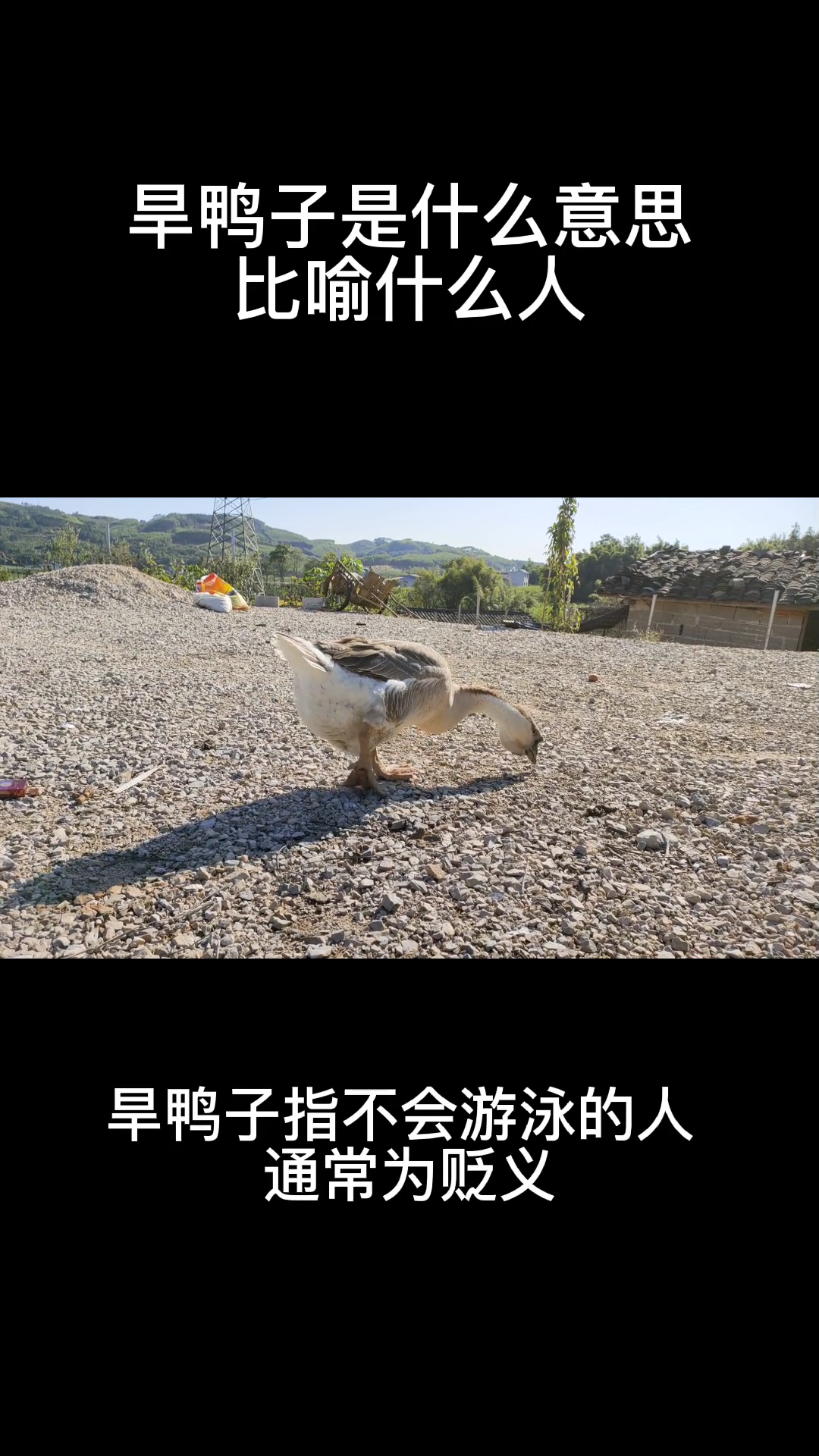 旱鸭子是什么意思比喻什么人