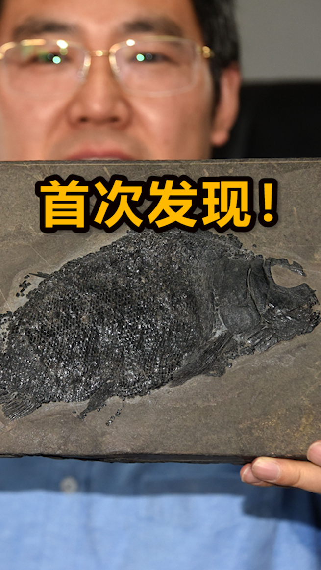#化石#2.44亿年前大型盘州暴鱼曝光:五颗大龅牙让人直打颤