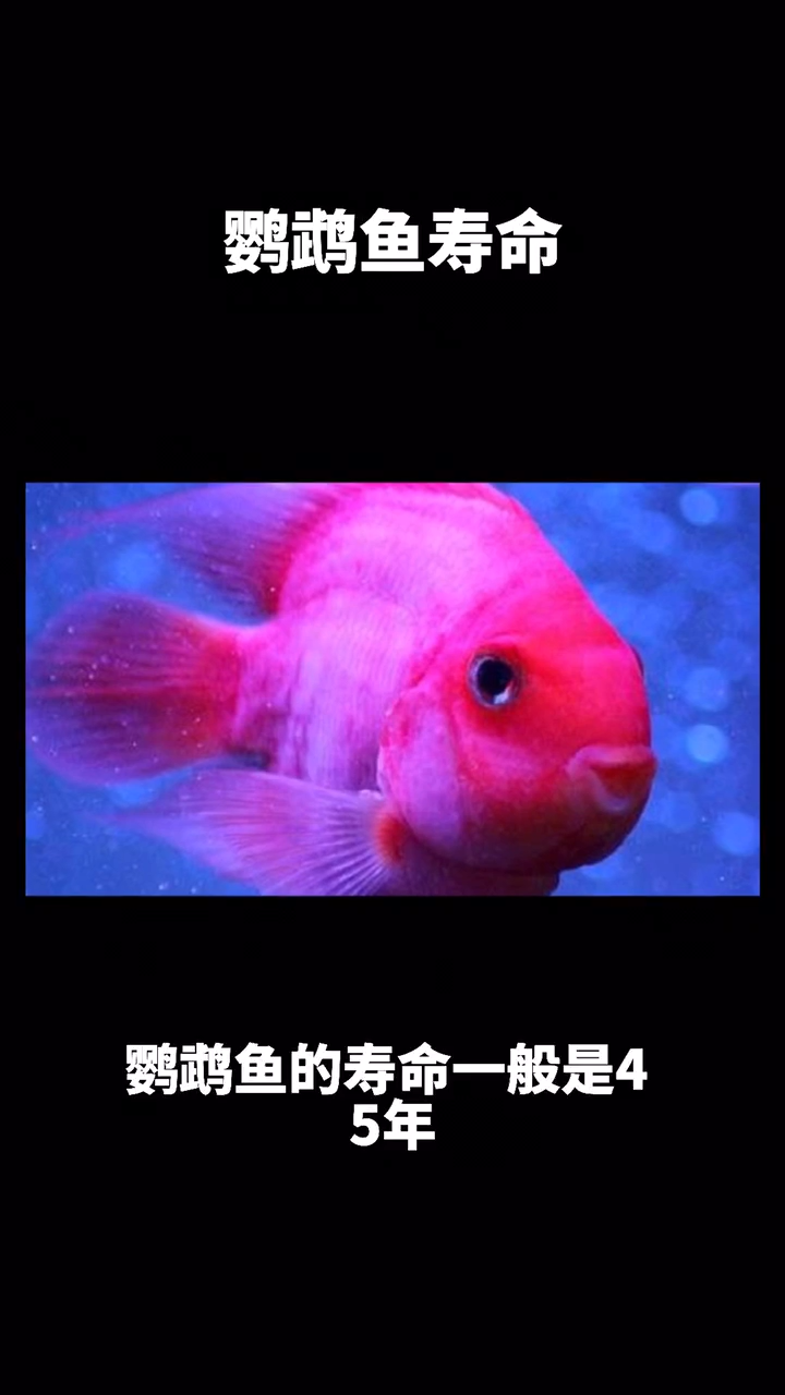 鹦鹉鱼寿命???