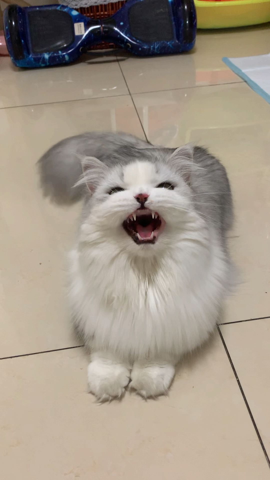#拿破仑猫#来来,谁觉得自己懂猫语言,给我翻译一下,它说的啥?