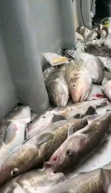 大头鱼