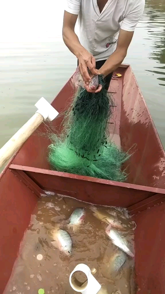 还有一条蛇鱼