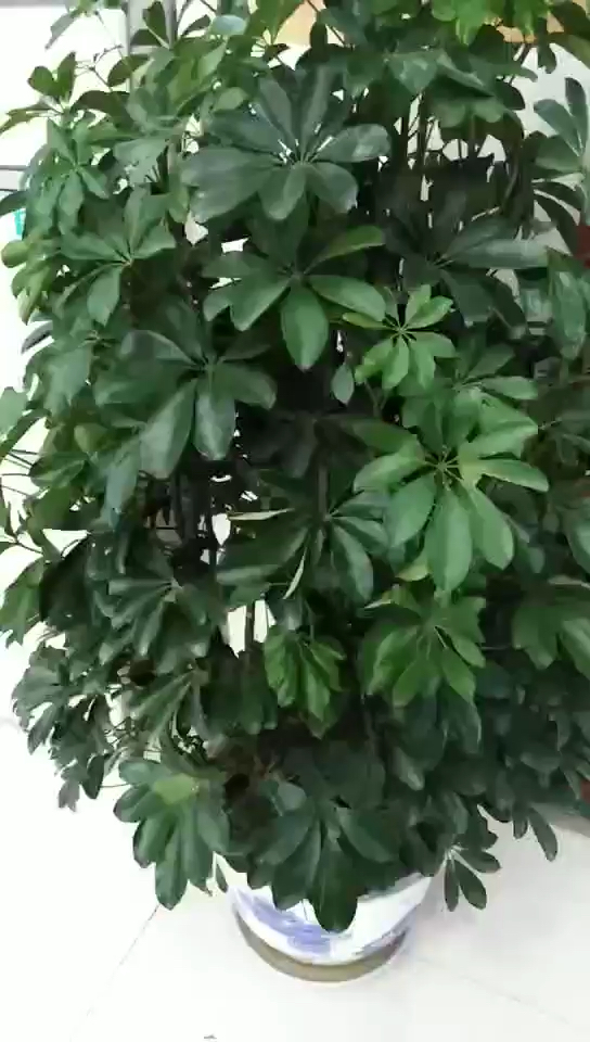 注意看花后面是啥