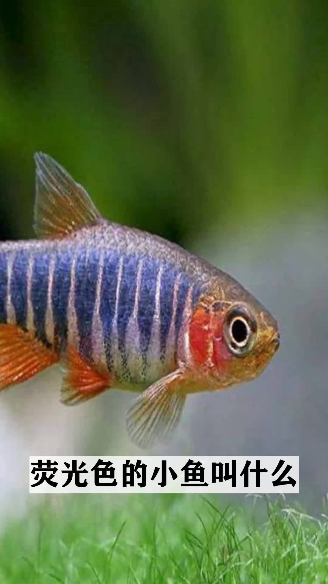 荧光色的小鱼叫什么