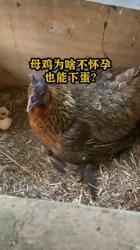 母鸡为啥不怀孕也能下蛋?