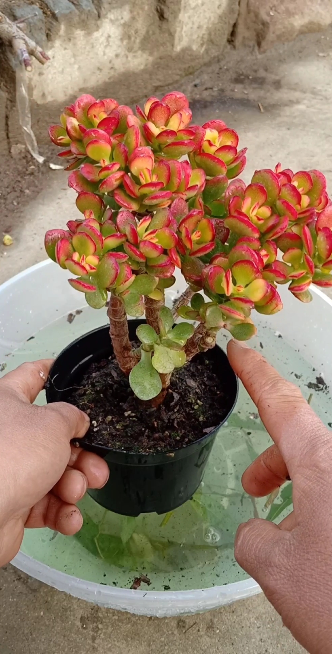 #劳动最光荣#多肉浇水小技巧大智慧,越养越好