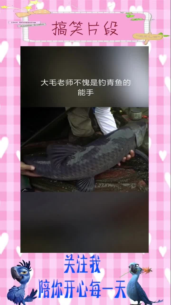 大毛老师不愧是钓青鱼的能手,搞笑视频