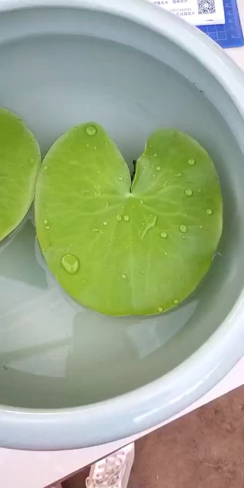 一片心,再养点是不是很完美