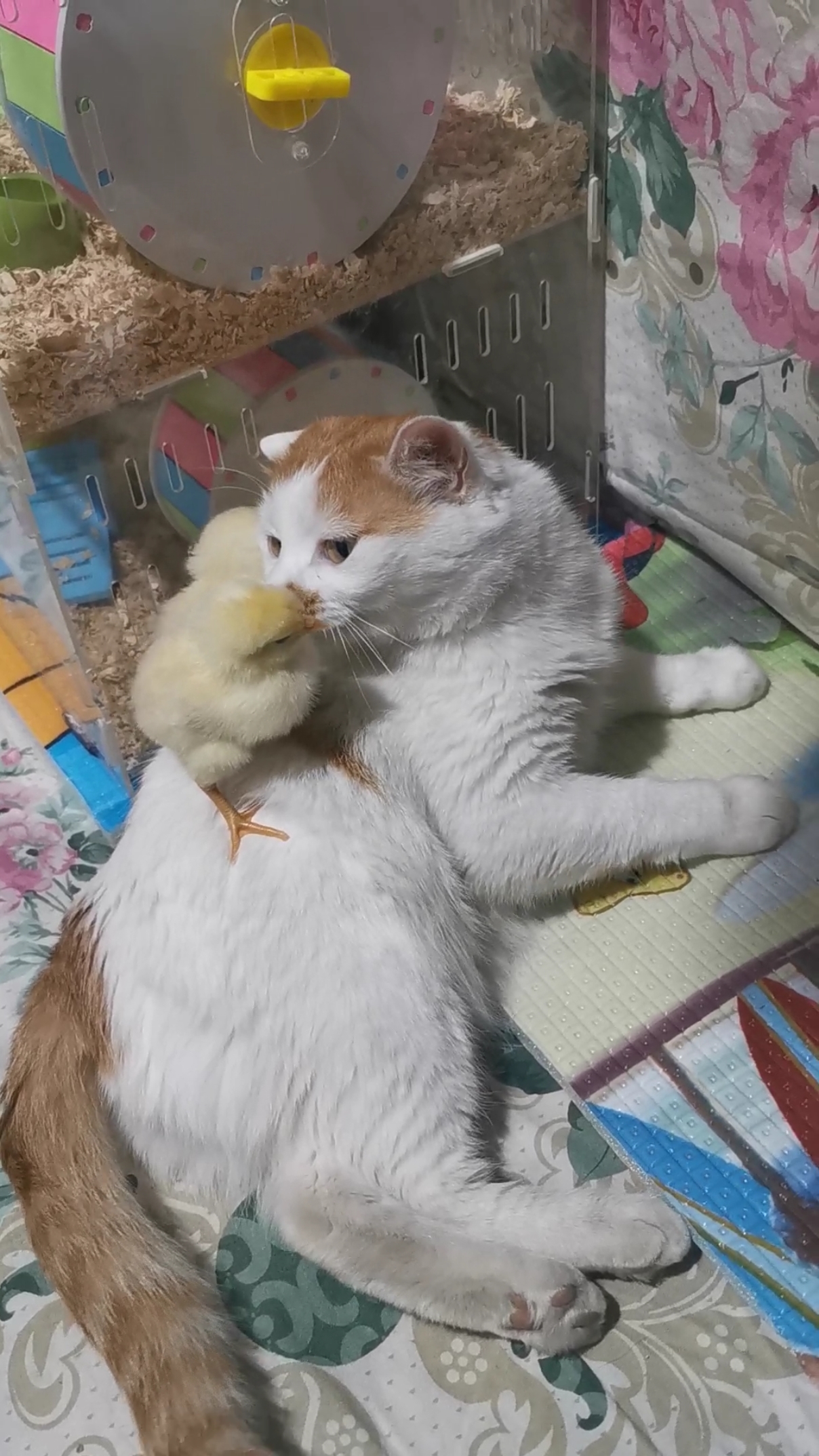 猫姐想让小鸡宝宝下来,扭头看时以为要啄它,赶紧一扭身掉下来一只,还有一只站在背上