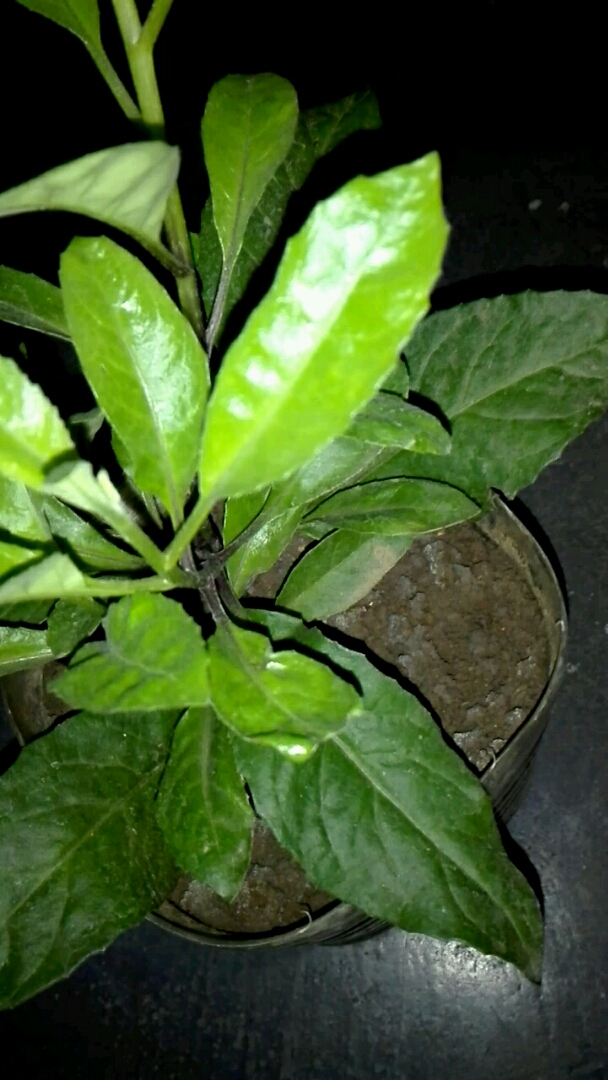 都说这个泡茶喝能将血糖,也不知道是不是真的,也不知道叫什么名字。有知道的吗?