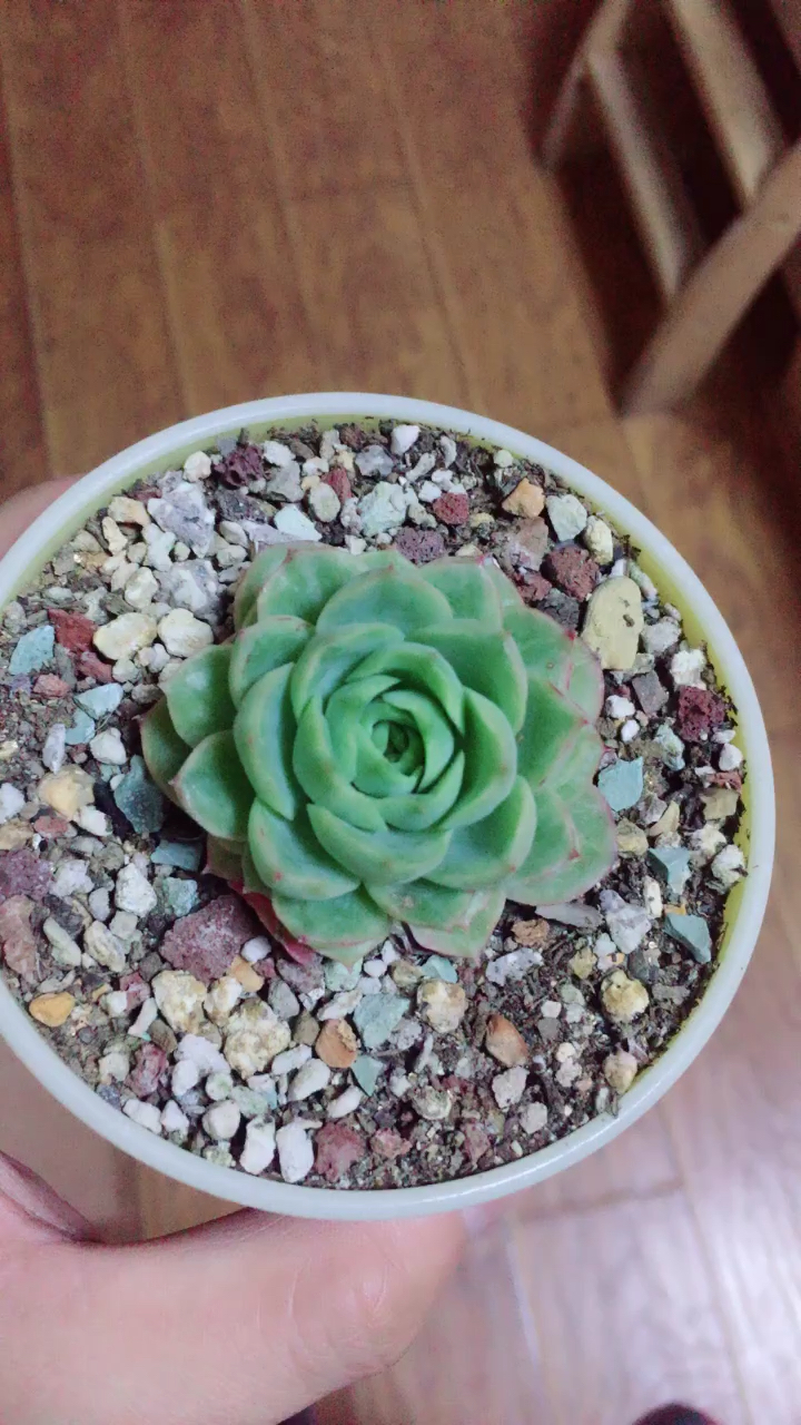 酸橙辣椒,也不知道为啥叫这名字……