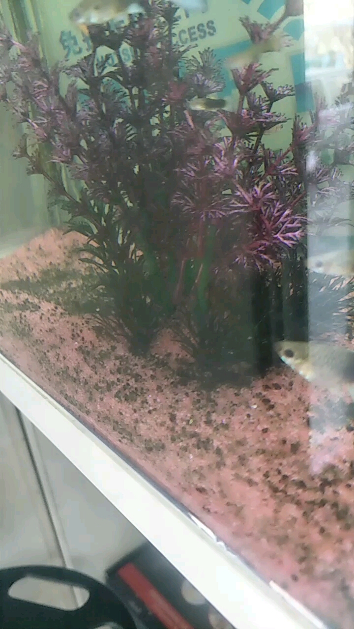 深海小鱼