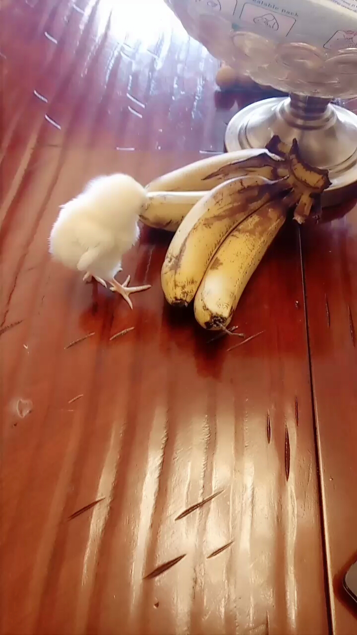 小鸡仔活泼可爱。