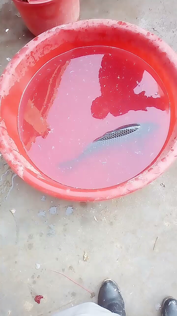 大鲤鱼