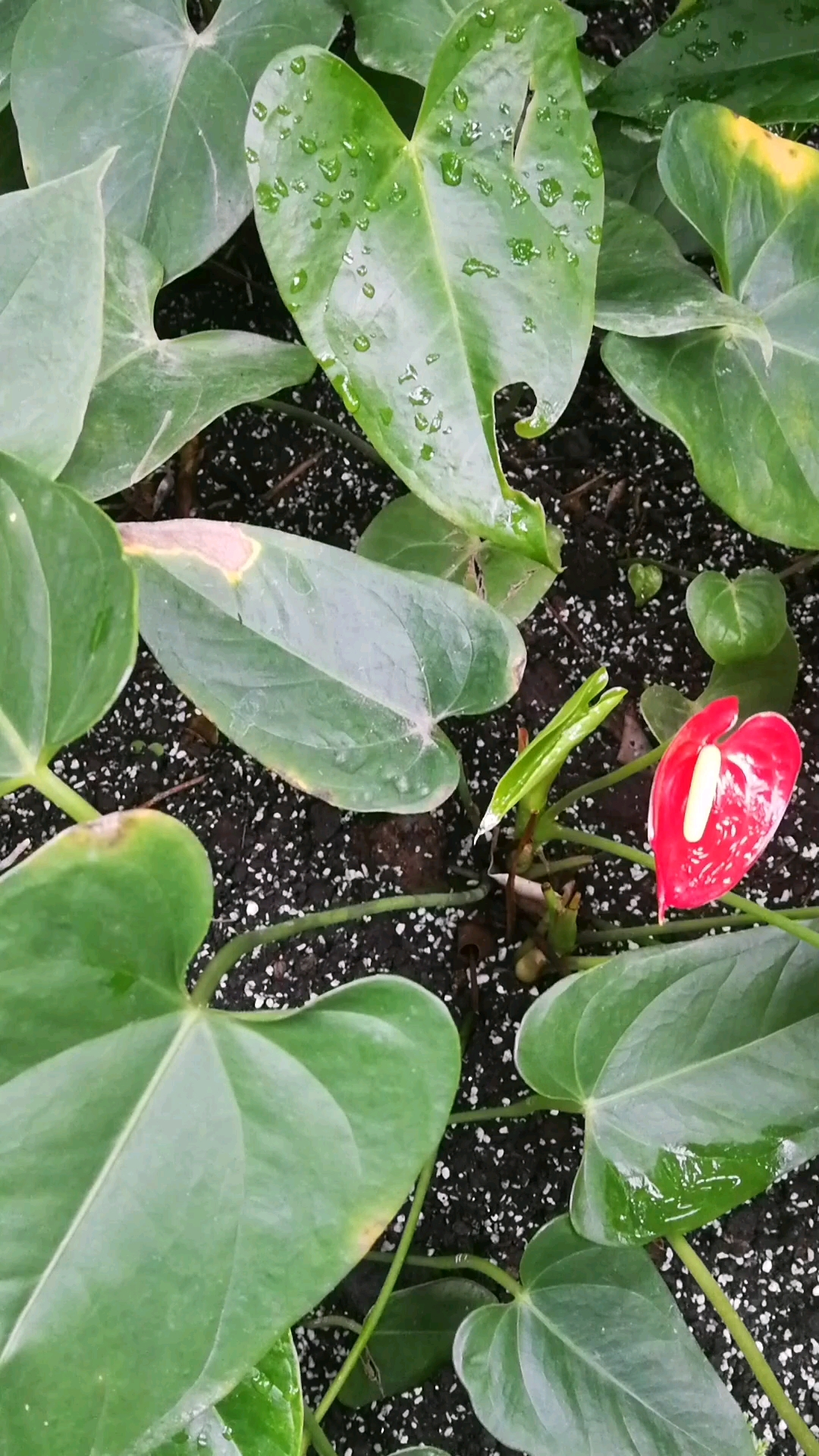 花烛 别名: 红鹅掌、火鹤花、安祖花、红掌