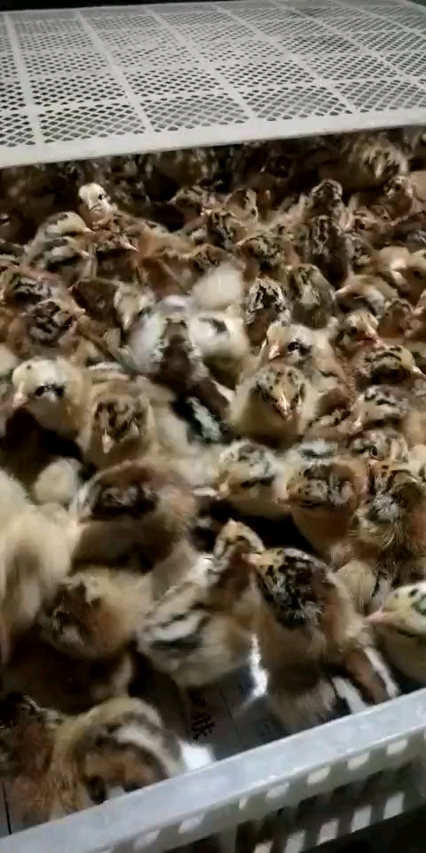 快大麻鸡苗出壳