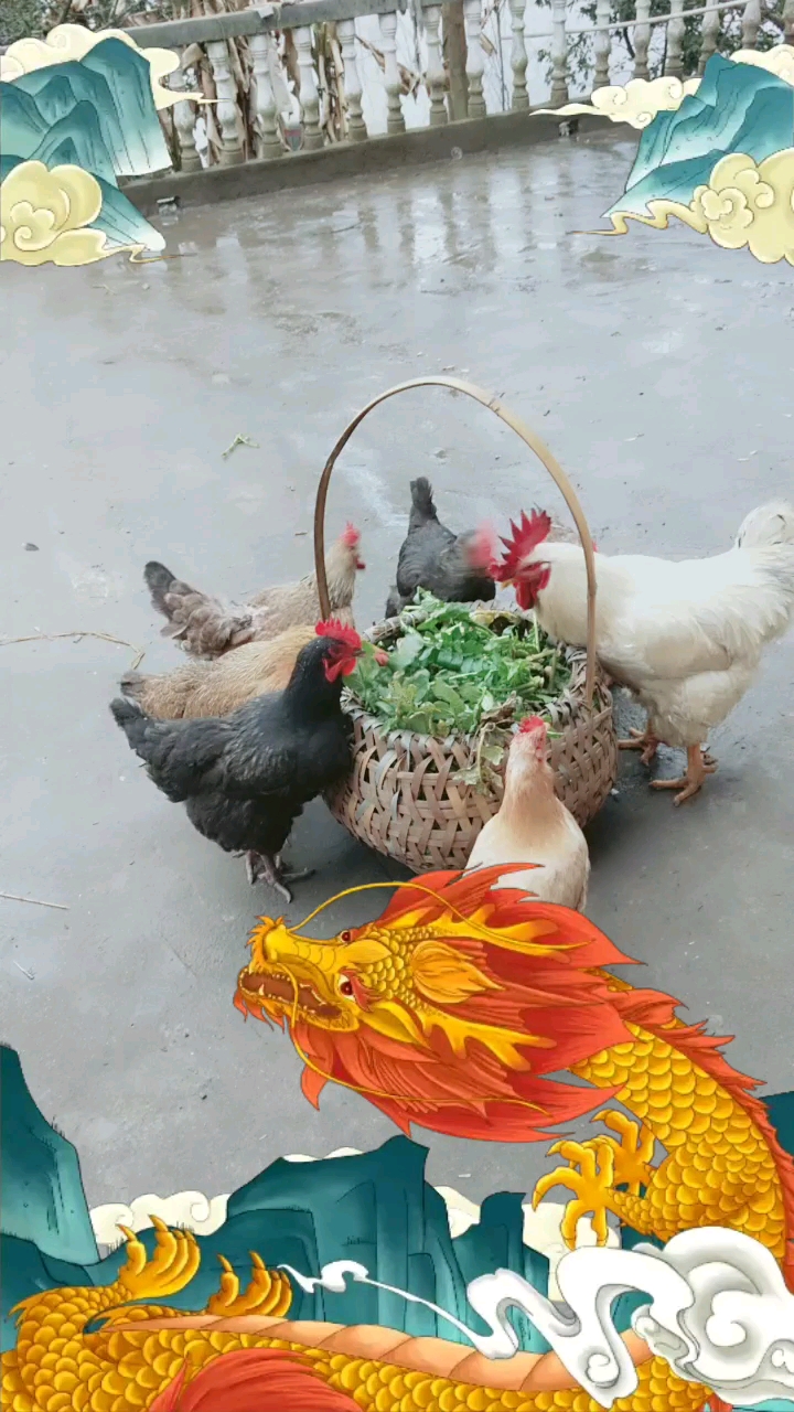 好威武,一个人独自霸占六个老婆,哈哈 