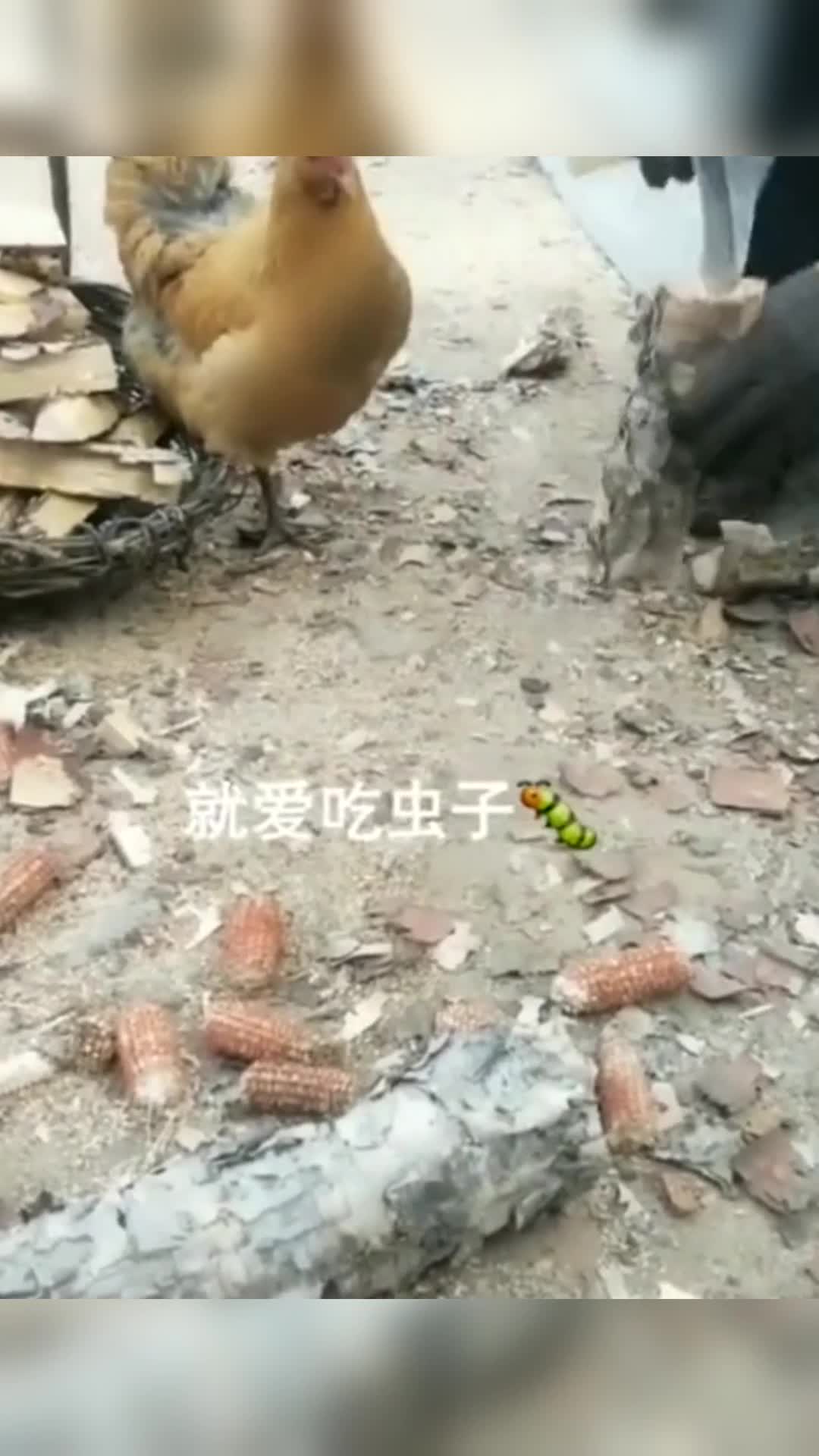 #我要上热门#就这只公鸡,居然只吃虫子,这该咋办?