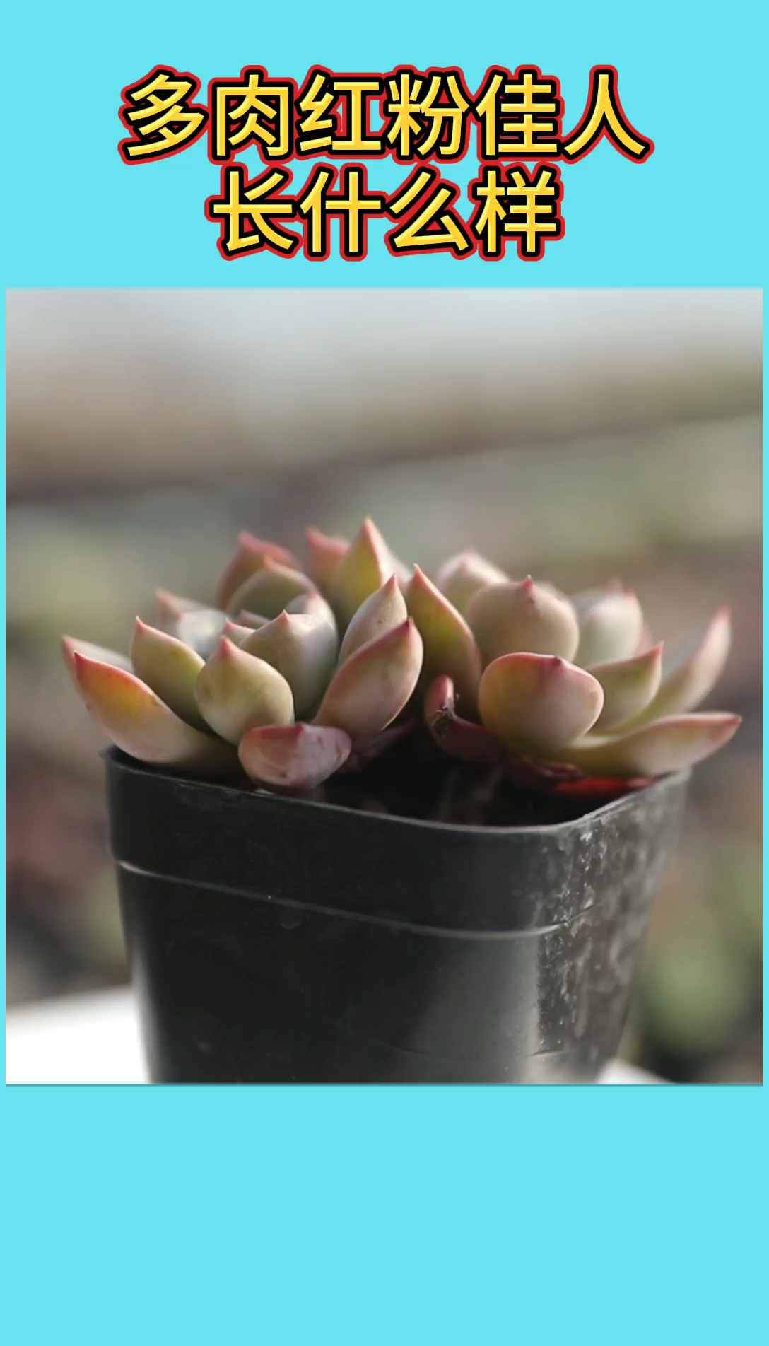 #有一种可爱叫多肉!#多肉植物红粉佳人怎么样?