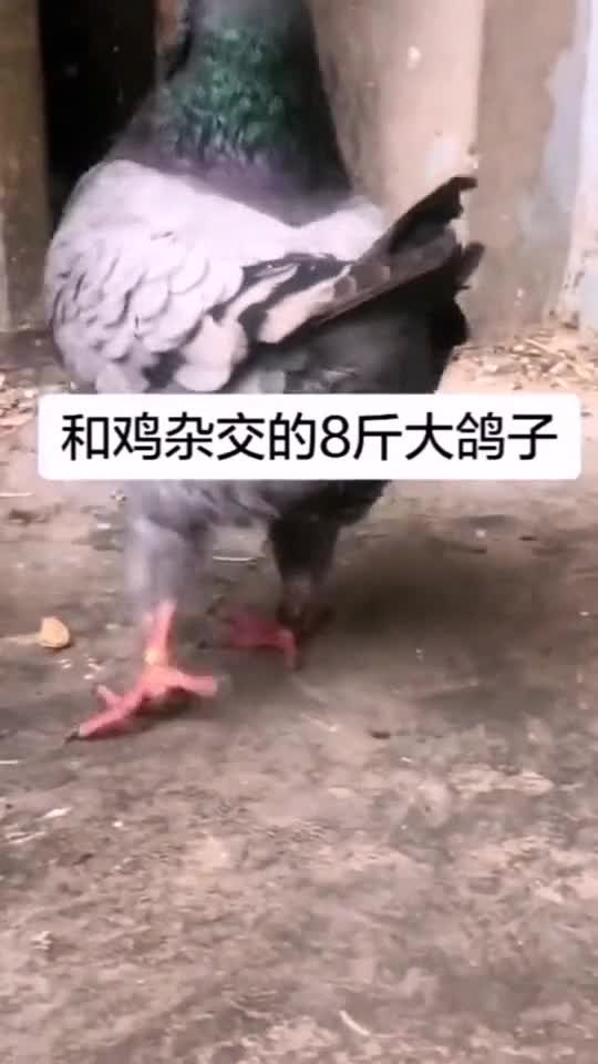 你们见过,和鸡杂交的8斤大鸽子吗?这是什么新品种?