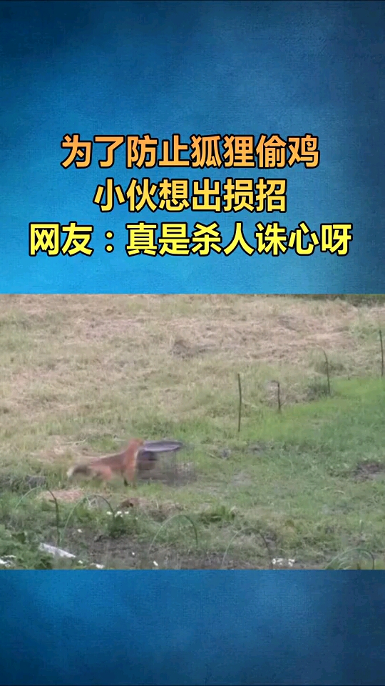 为了防止狐狸偷鸡,小伙只能这样做了