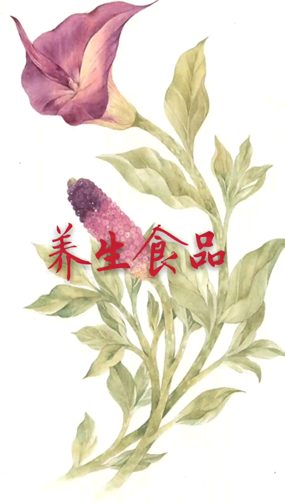 身体需要养,东西需要吃,养生粥推荐一波。
