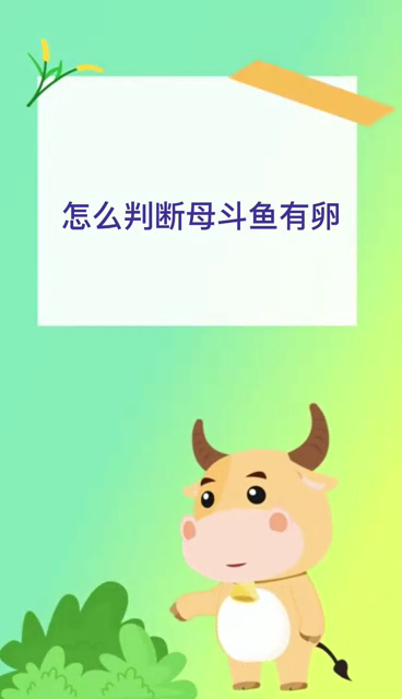 怎么判断母斗鱼有卵
