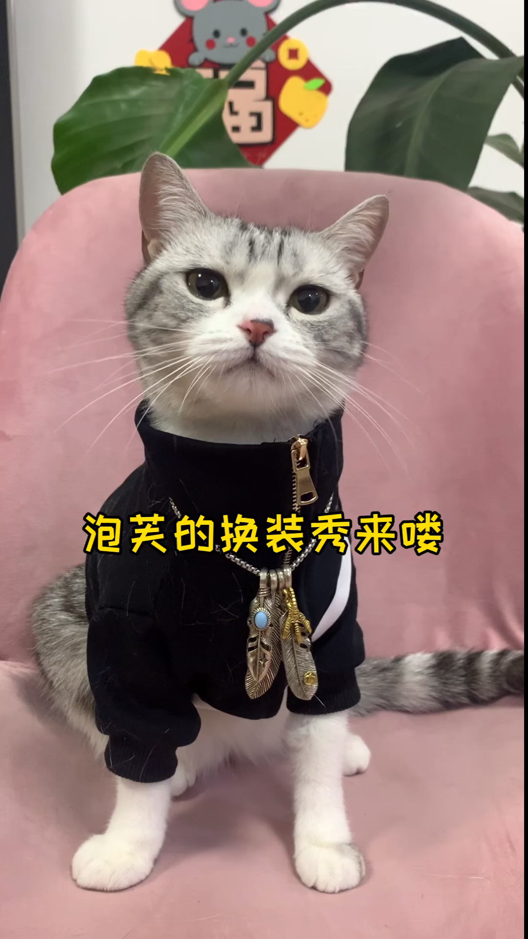 #家有猫咪#大家喜欢芙芙的哪套装扮呢?