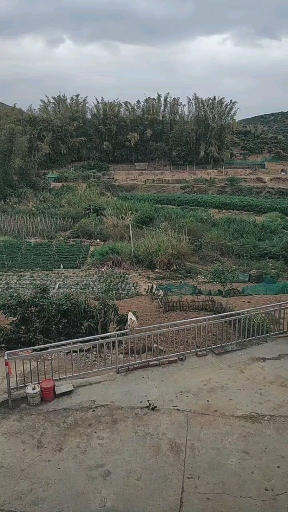 大白天大白公鸡打鸣 