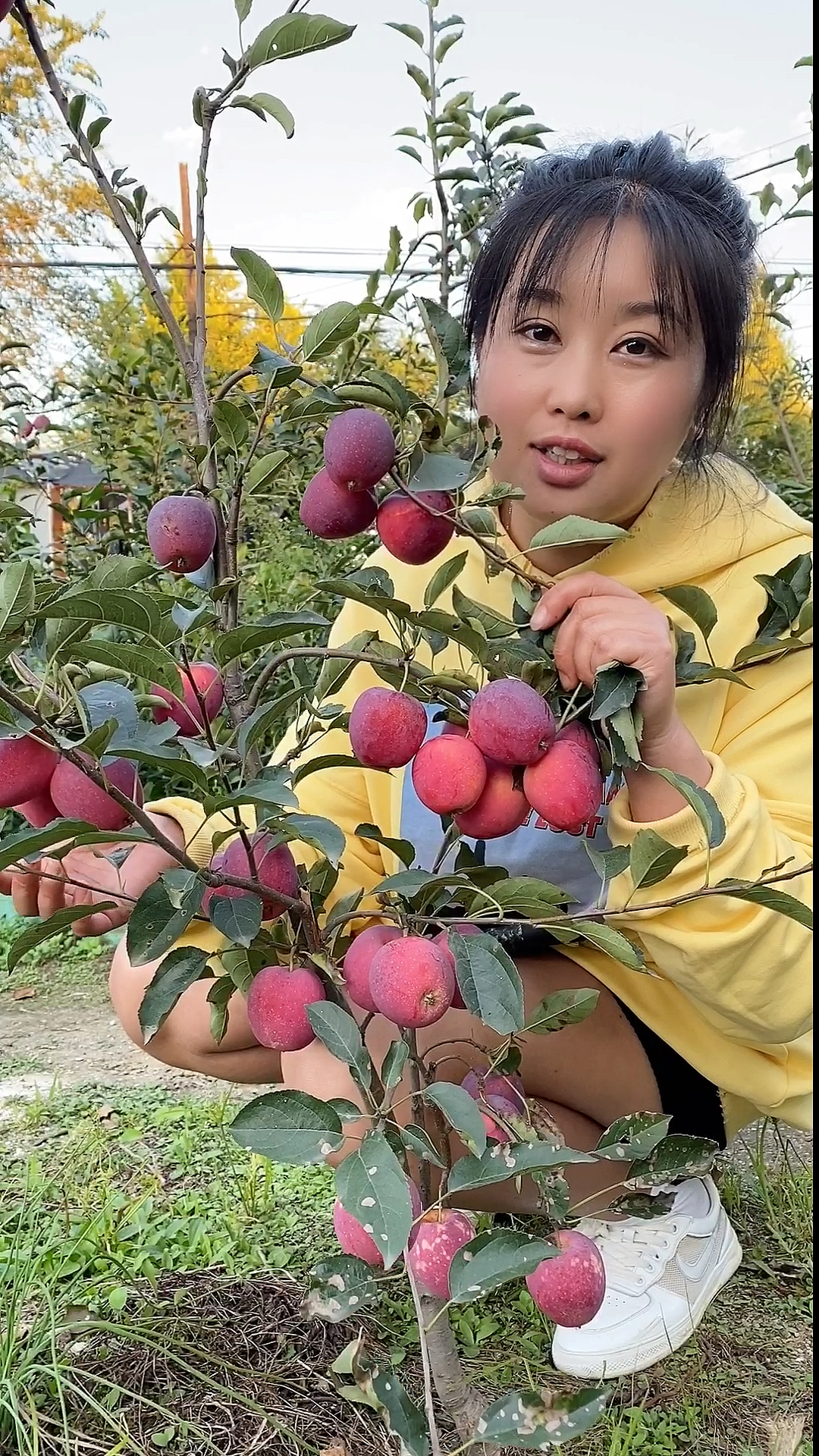 鸡心果小树可以做盆景耐寒丰产好看又好吃