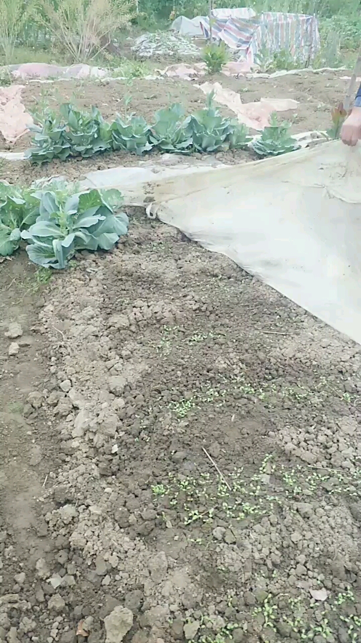 生菜发芽啦