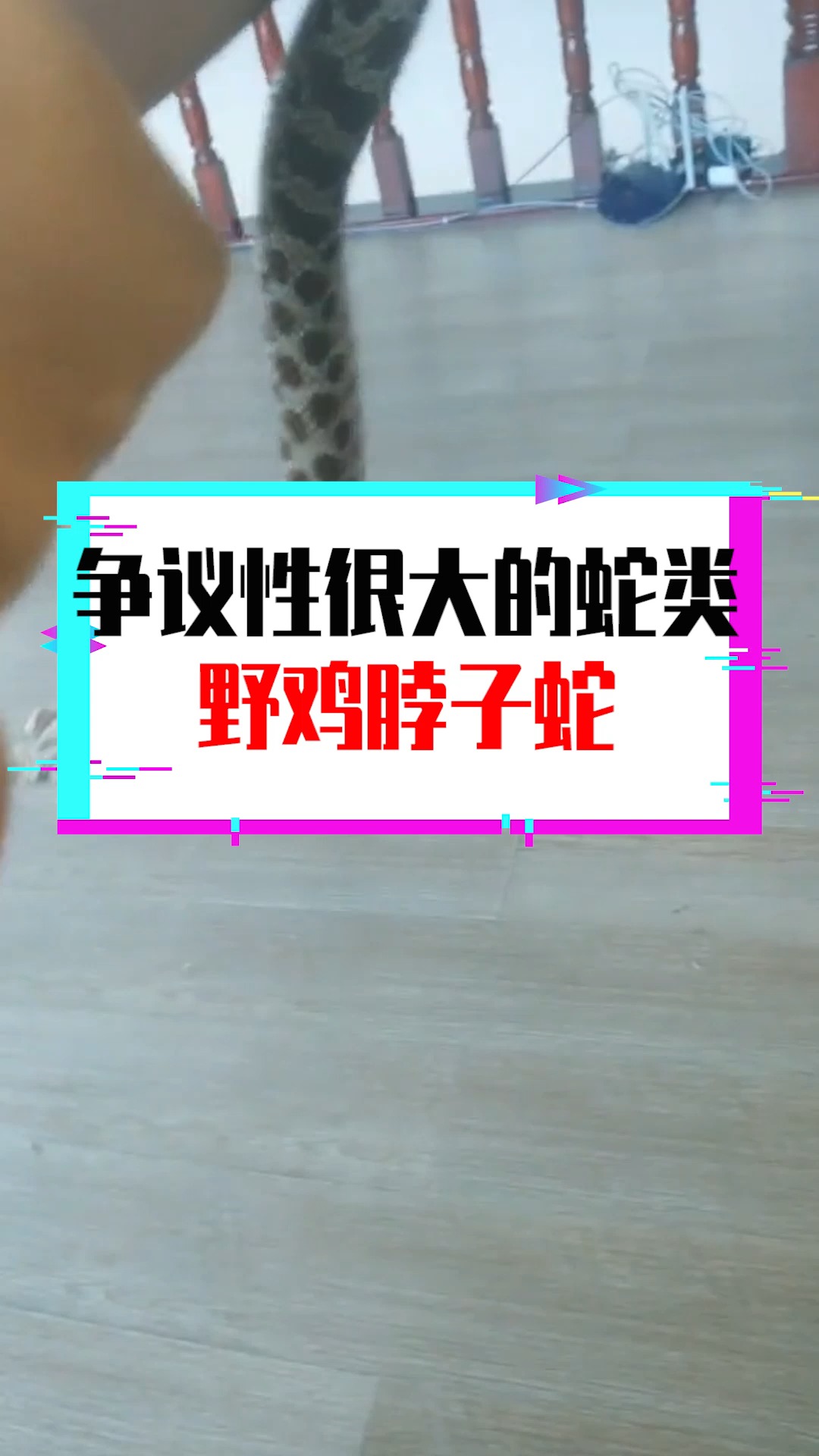#奇闻趣事抢先看#争议性很大的蛇类,野鸡脖子蛇到底有没有毒?