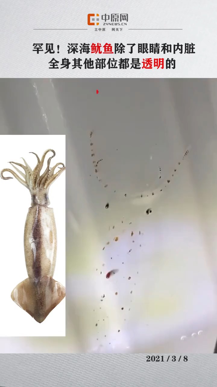 近日,日本某网站一段深海透明鱿鱼视频热传,这类鱿鱼除了眼睛和内脏...
