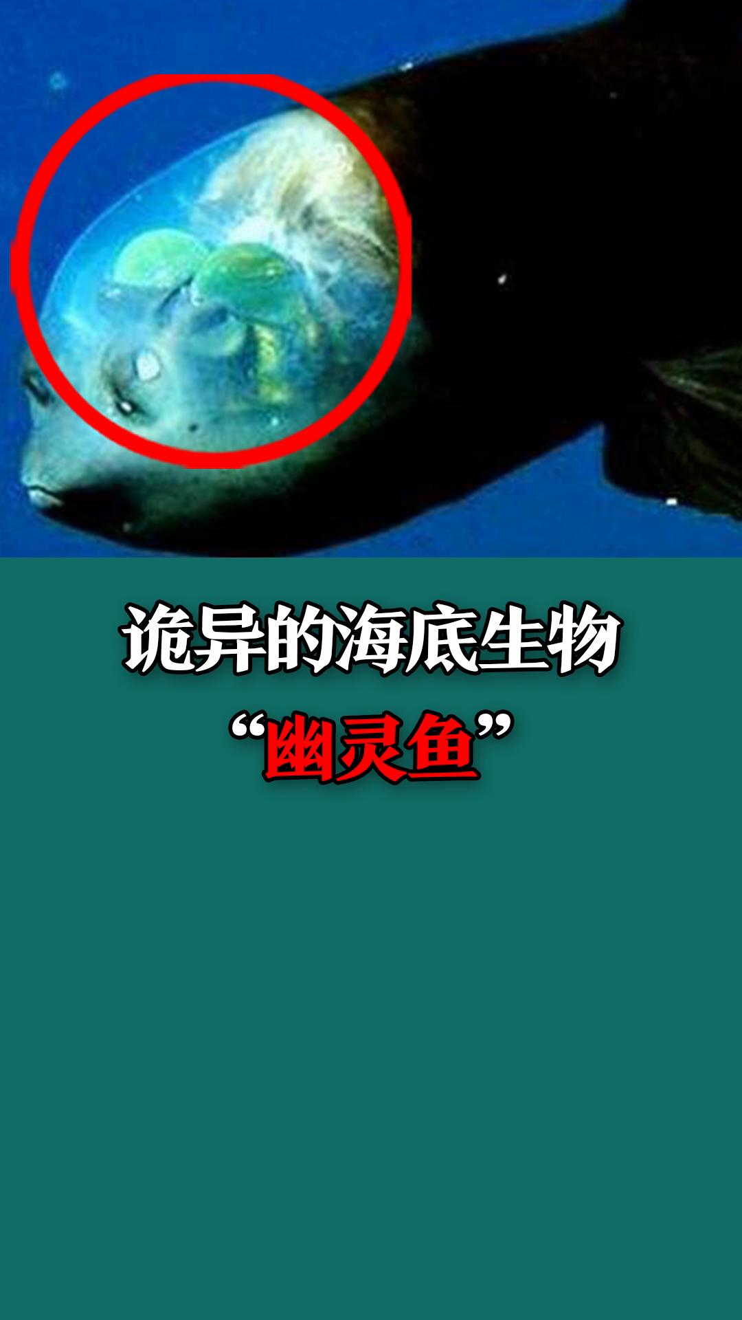 诡异的海底生物,幽灵鱼