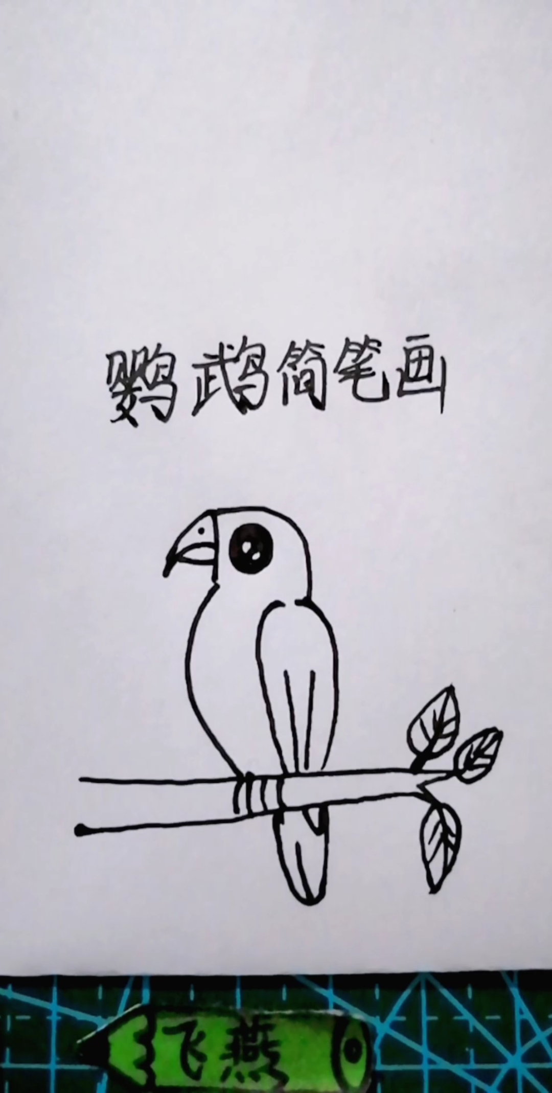 鹦鹉简笔画