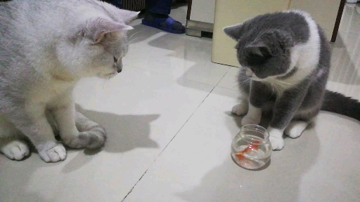 #带你走进漫画里#小猫钓鱼