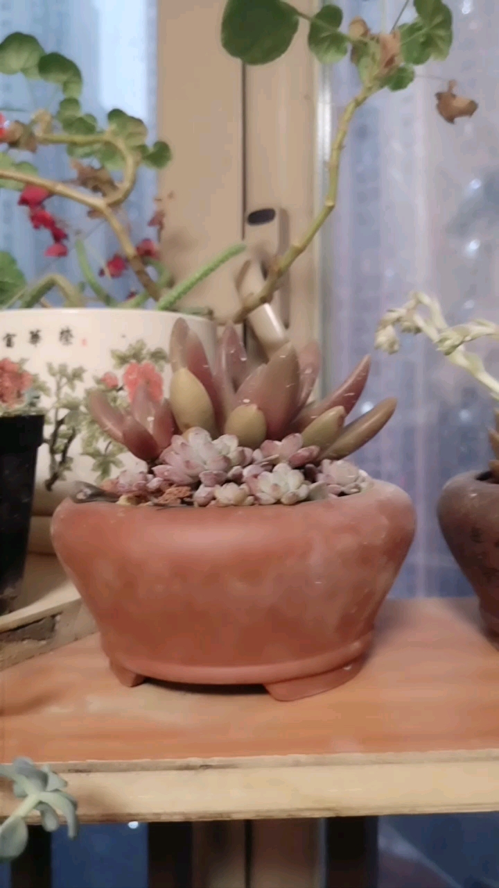 多肉植物开花