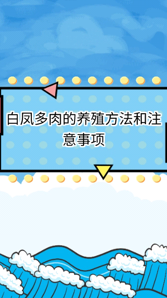 白凤多肉的养殖方法和注意事项