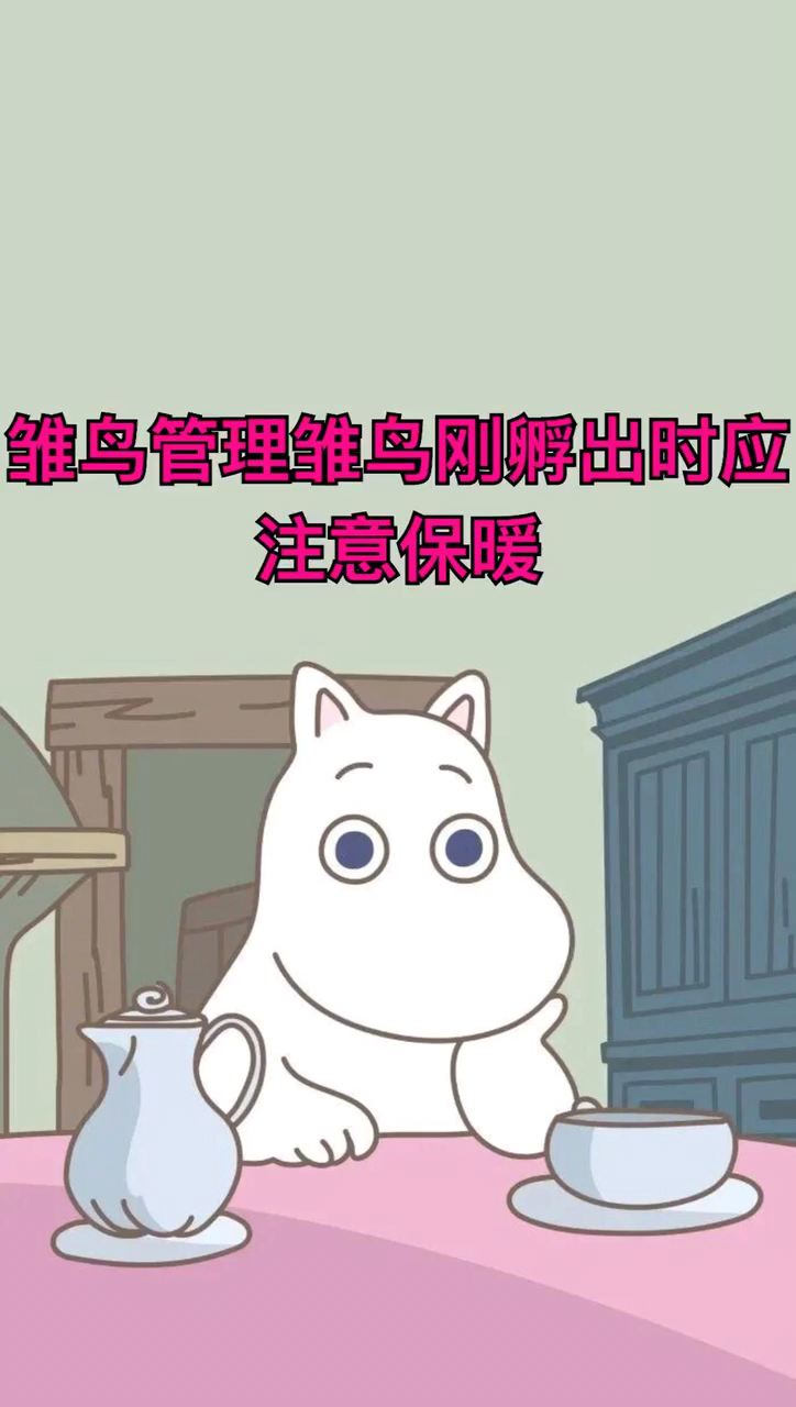 斑鸠幼鸟怎么喂养