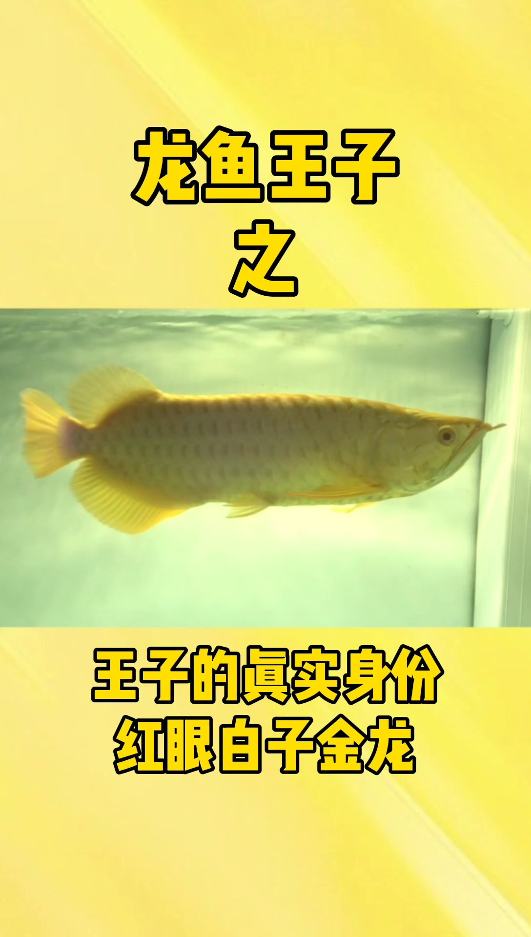 #龙鱼#王子的真实身份——红眼白子金龙,高贵又霸气!