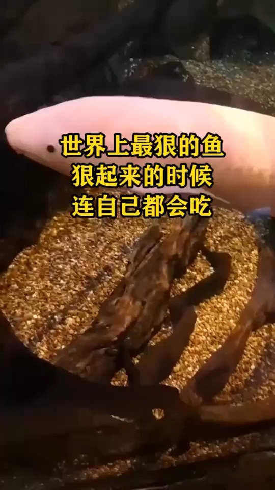 #搞笑视频#世界上最狠的鱼，狠起来的时候连自己都会吃！