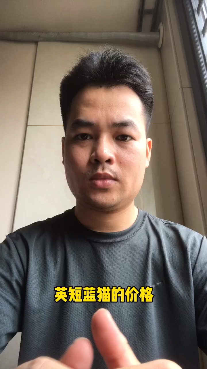 英短蓝猫的价格。