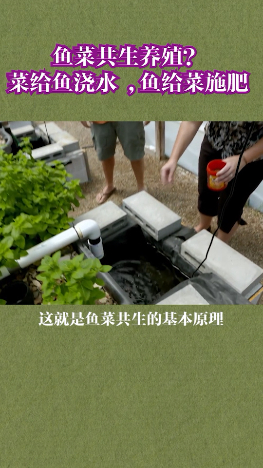 农业鱼菜共生技术,看着真不错,造价应该不低吧。