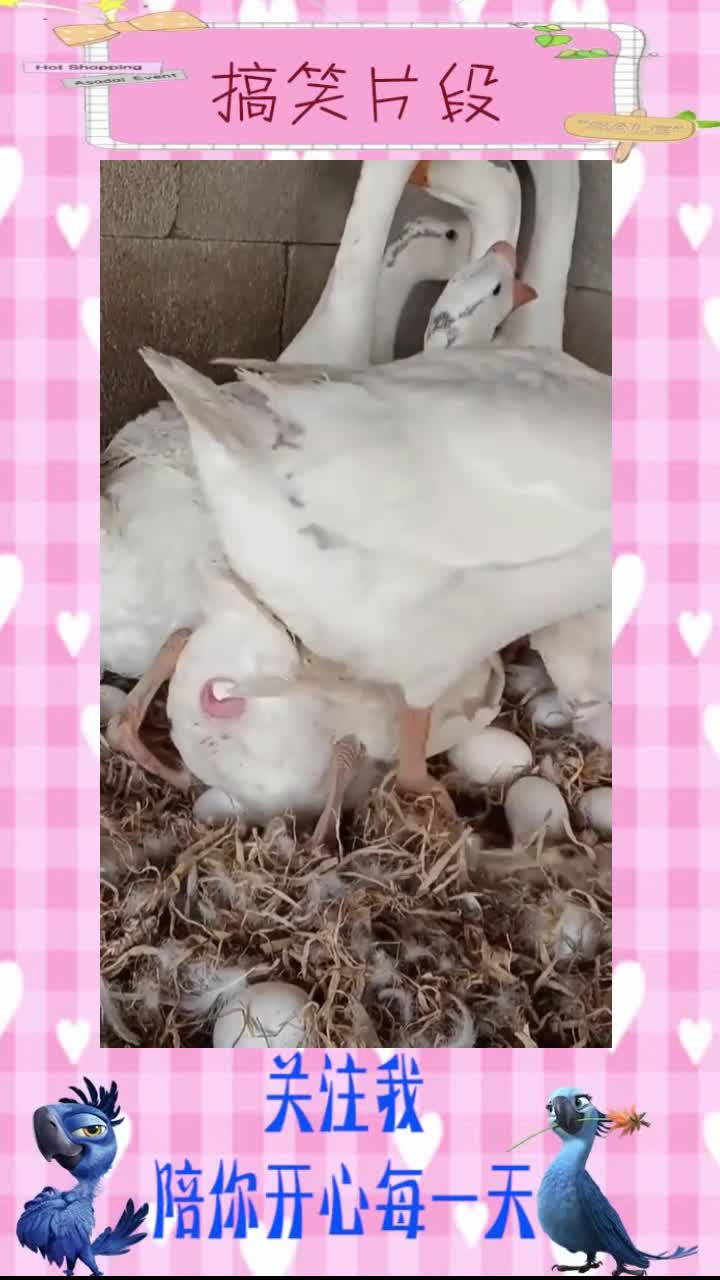 鹅下蛋都是这么墨迹的吗?,搞笑视频