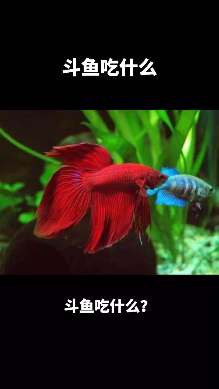 斗鱼吃什么????