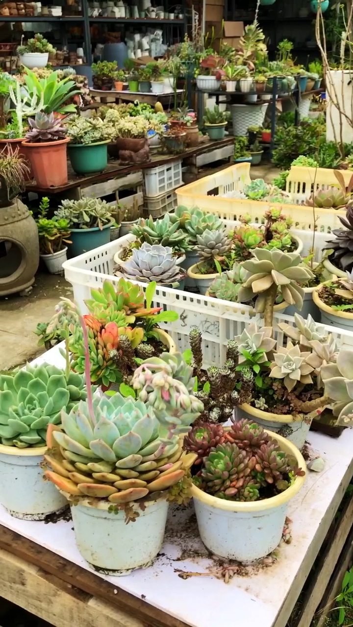 #佛系生活#多肉植物冬天这样养护,不仅长得好能开花,夏天也好度夏