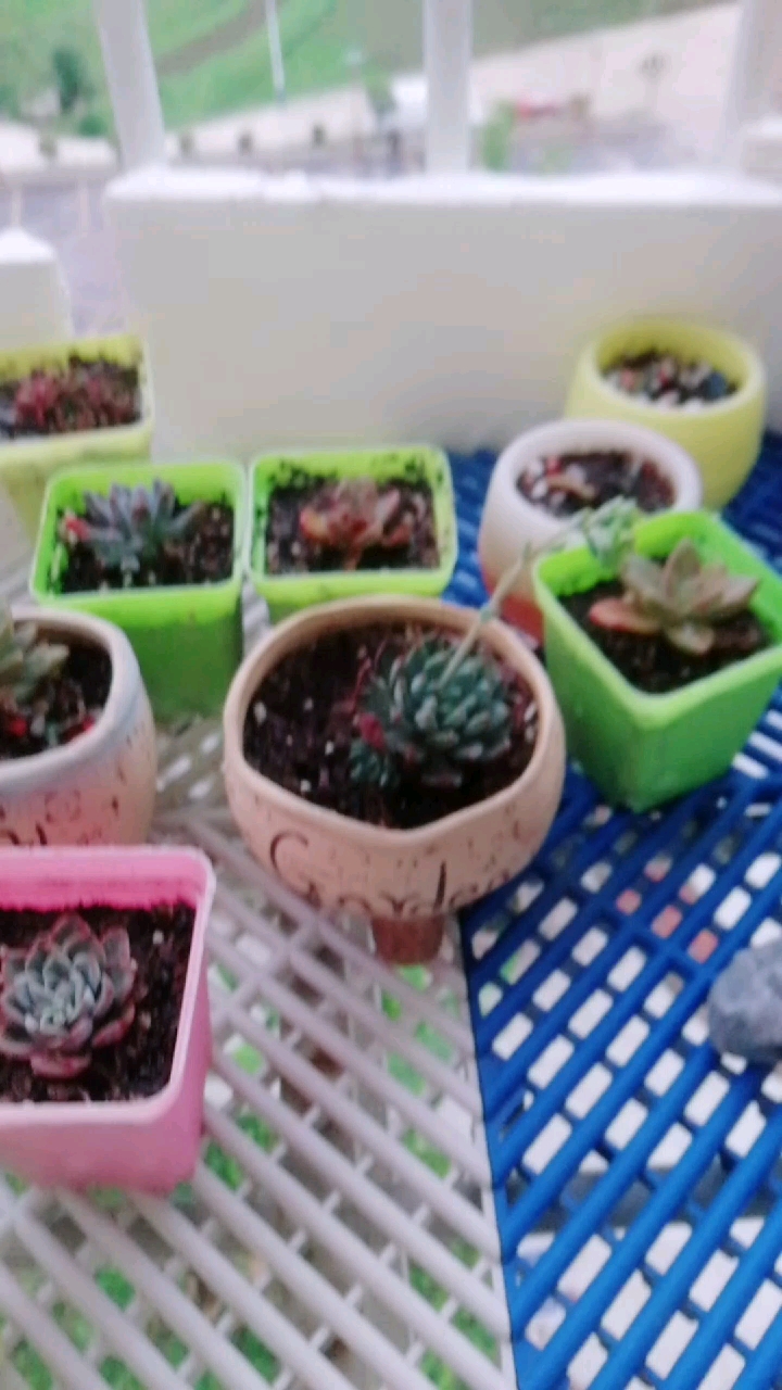 是我少见多怪吗?多肉开花