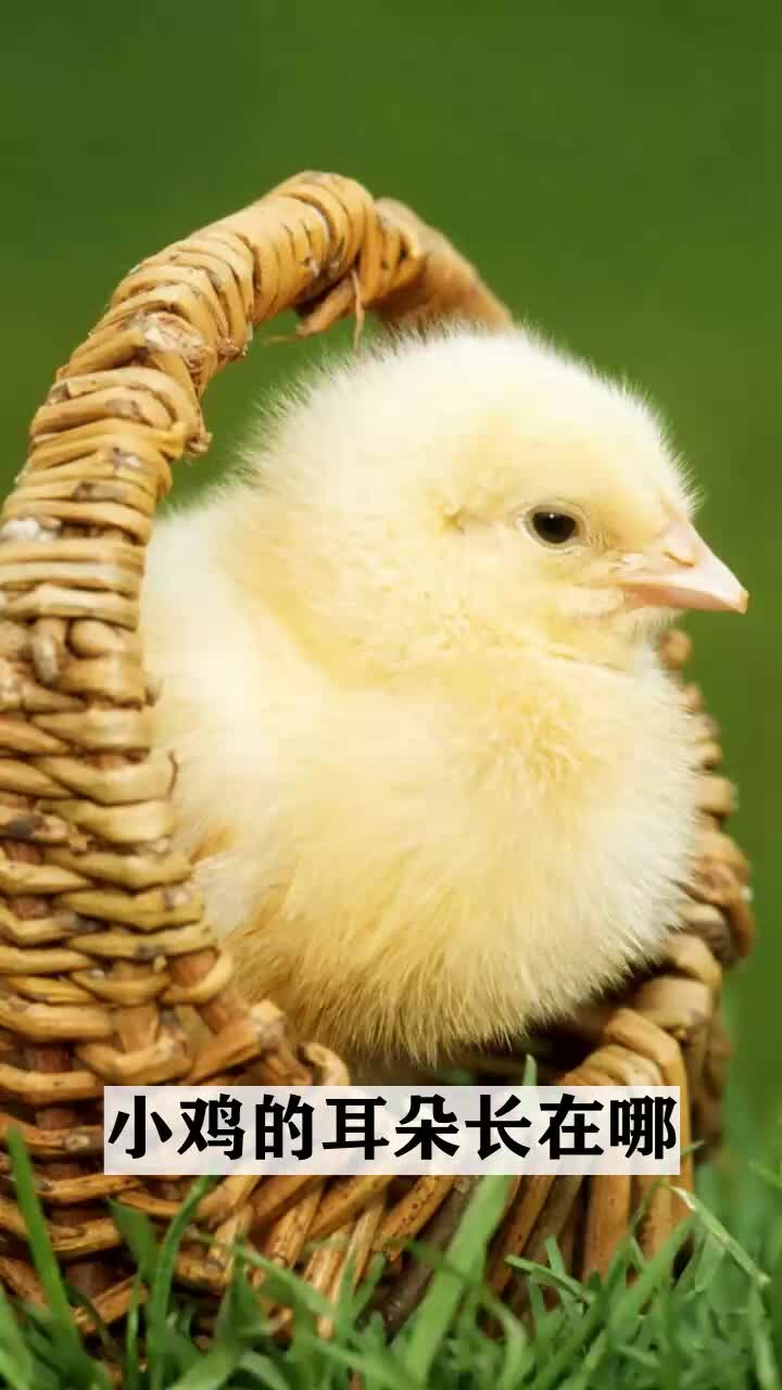 小鸡的耳朵长在哪